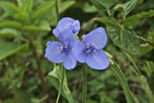 wild-blue-flowers