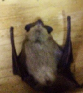 This bat died of old age. We didn't hurt him.
