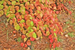 nature-center-red-leaves